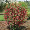 Ribes sang. 'King Edward VII' - C2,5L-v. 30-40 CM