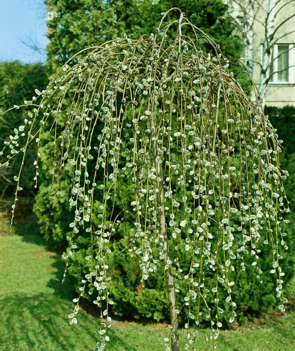 Salix caprea 'Kilmarnock' (Pendula) - Salix caprea Pendula