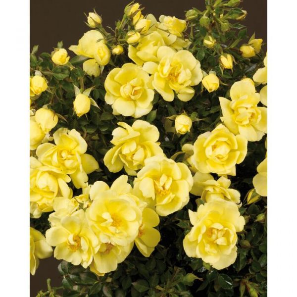 Rosa Towne & Country - Clear Cover® - 4574744 01