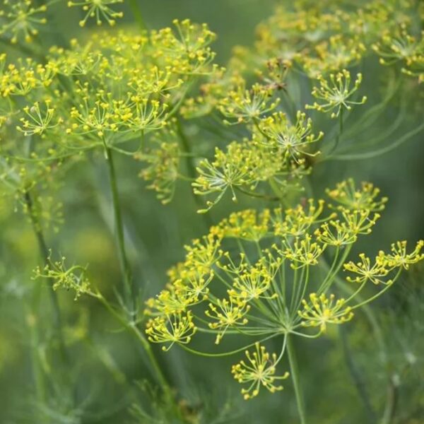 Anethum graveolens