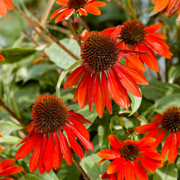 Echinacea purpurea 'SunSeekers Scarlet'