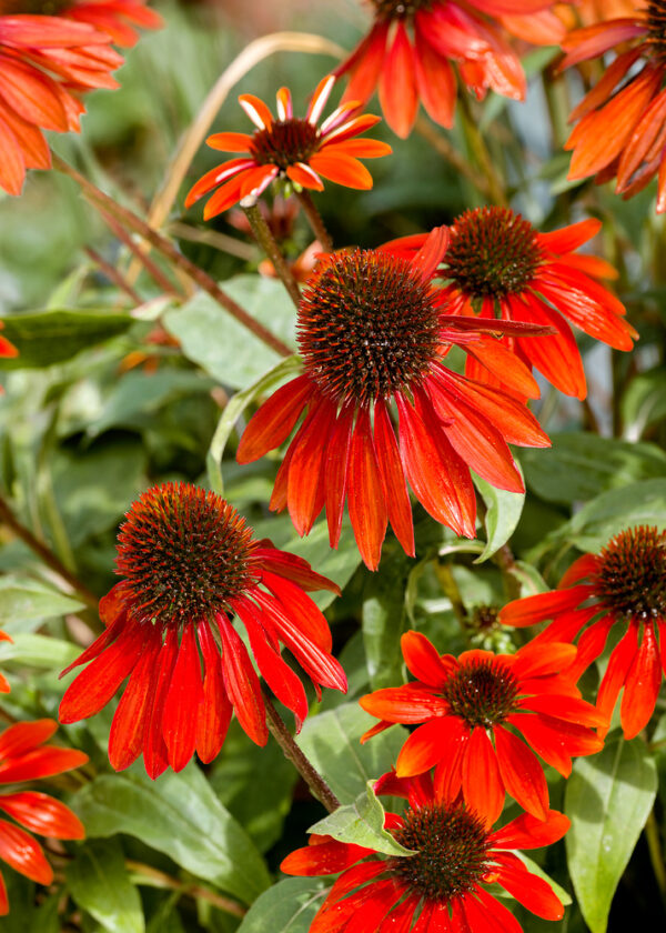 Echinacea purpurea 'SunSeekers Scarlet' - N0935451 80