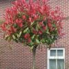 Photinia fraseri 'Carre Rouge' - C18L KM90-stromková-3-letá kor.