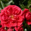 Rosa Towne & Country - Red Easy Cover® - C3L