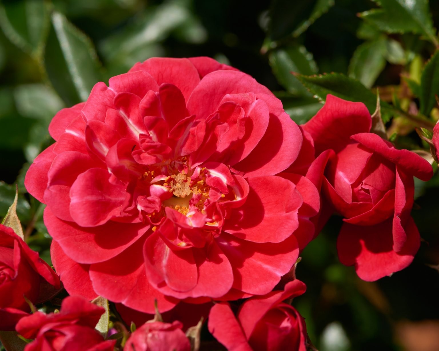 Rosa Towne & Country - Red Easy Cover® - Image 1
