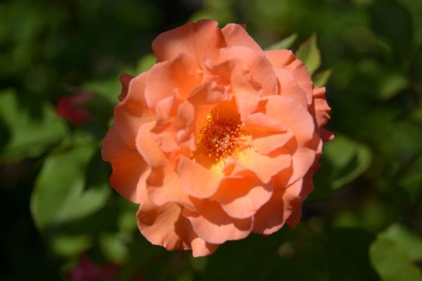 Rosa 'Orange Climber' - Rosa Orange Climber