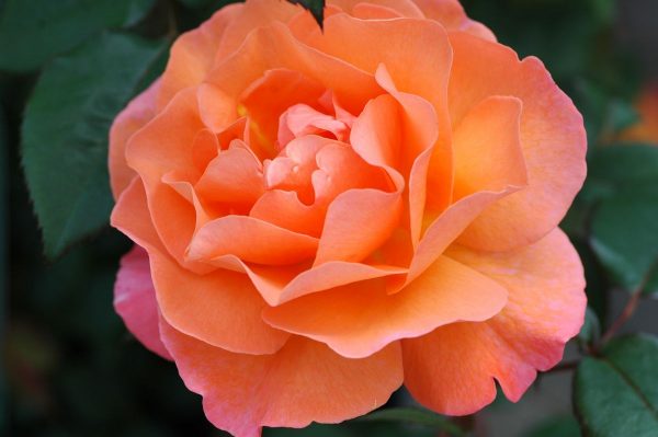 Rosa 'Orange Climber' - Rosa Orange Climber 1