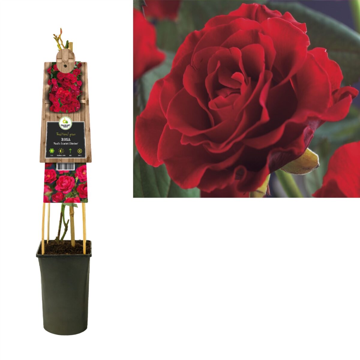 Rosa 'Paul's Scarlet Climber' - Image 3