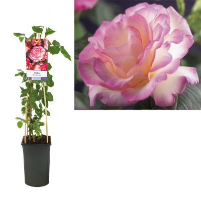 Rosa 'Pink Candy' - Rosa Pink Candy 1