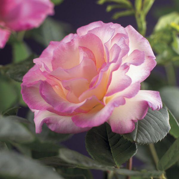 Rosa 'Pink Candy' - Rosa Pink Candy 2