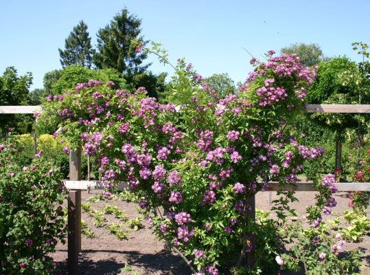 Rosa 'Veilchenblau' - Rosa Veilchenblau