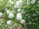 Rosa 'White Climber'