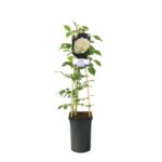 Rosa 'White Climber' - Image 2