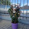 ROSA KORDES, Constanze Mozart® - 5 L
