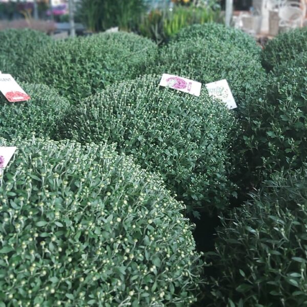 Chrysanthemum indicum XXL