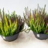 Calluna vulgaris 'Beauty Ladies'® - P23-žardina-Quattro-4 barvy
