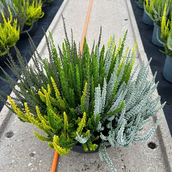 Calluna vulgaris 'Sunset'