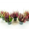 Calluna vulgaris Beauty Ladies Trios® - P11-Starlight