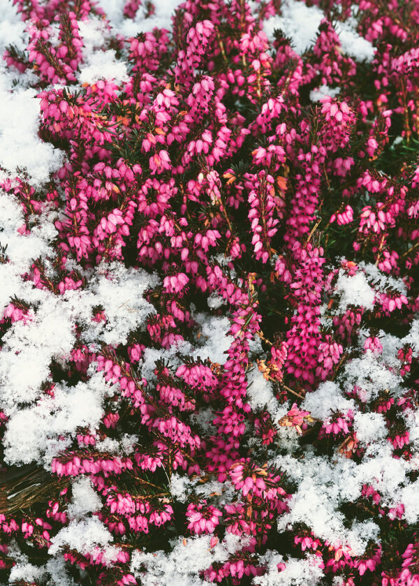 Erica carnea 'Winter Ladies' - N0204688 80