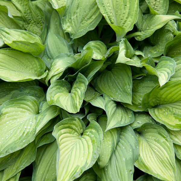Hosta fortunei