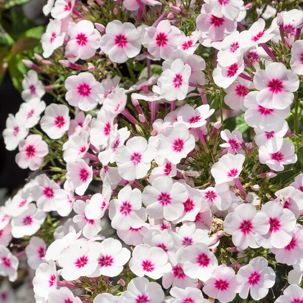 Phlox paniculata 'Adessa® Compact Pink Star'