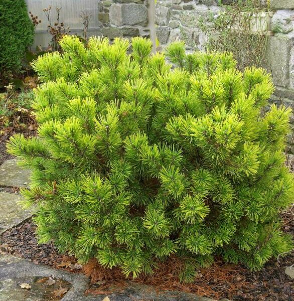 Pinus mugo 'Wintergold'