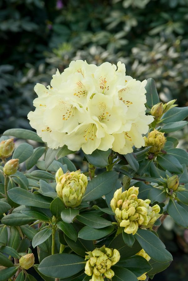 Rhododendron 'Goldkrone' - Rhododendron Goldkrone