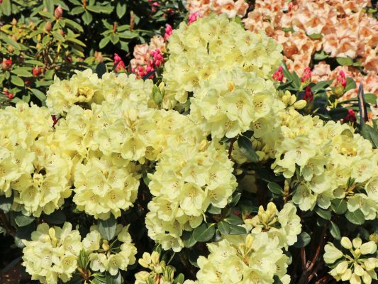 Rhododendron 'Goldkrone' - rhododendron goldkrone 1