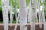 Betula utilis (Betula jacquemontii) 'Doorenbos' - Image 2