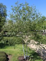 Betula utilis (Betula jacquemontii) 'Doorenbos' - Image 3