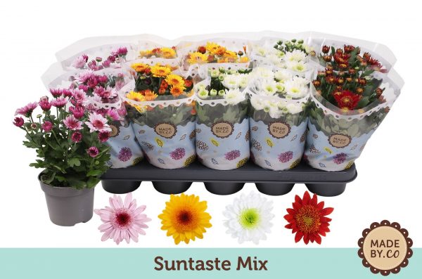 Chrysanthemum indicum 'Suntaste' - Chrysantemy Suntaste