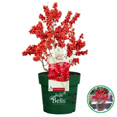 Ilex verticillata 'Jingle Bells'® - Ilex verticillata Jingle Bells