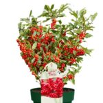 Ilex verticillata 'Jingle Bells'® - Image 3