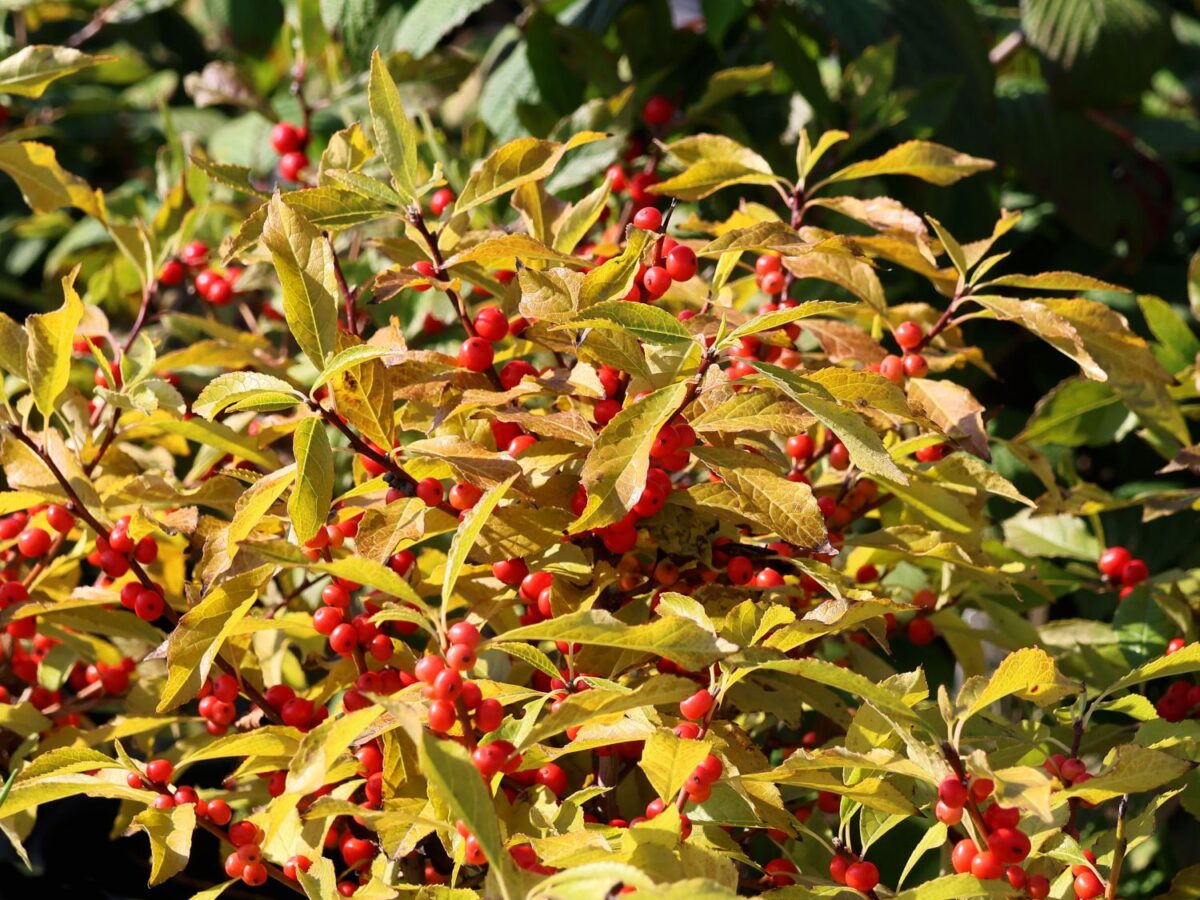 Ilex verticillata 'Jingle Bells'® - Image 4