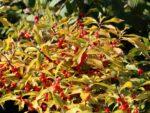 Ilex verticillata 'Jingle Bells'® - Image 4