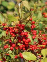 Ilex verticillata 'Jingle Bells'® - Image 5