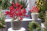 Ilex verticillata 'Jingle Bells'®