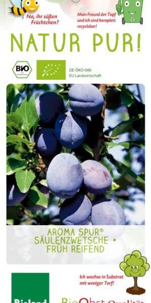 Slivoň sloupovitá 'Aroma Spur'®-raná