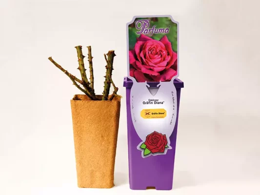 ROSA KORDES, Perfumy Siluetta® - Kontejner kordesw