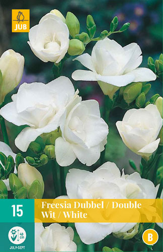Frézie DOUBLE WHITE (15 cibulí) "B" - 74726e18 a34b 4558 877e dc204975c6bb