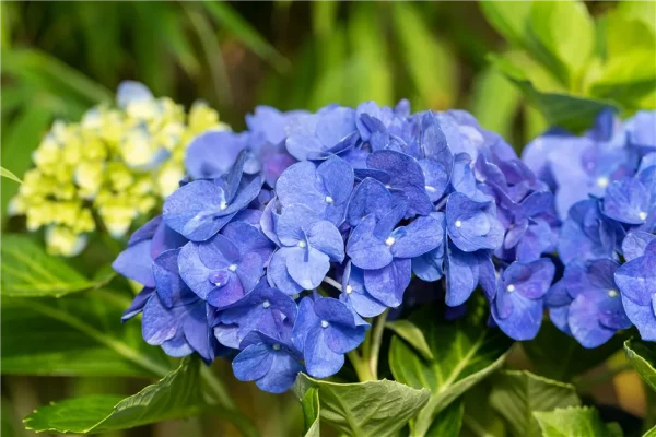 Hydrangea macrophylla 'Jip Blue'® - Hortenzie Jip Blue.jpg