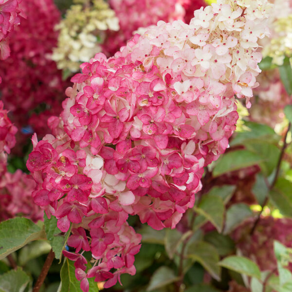 Hydrangea pan. 'Fraise Melba'®