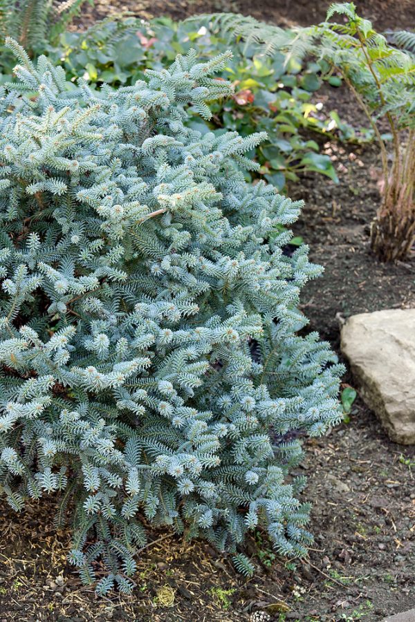 Abies pinsapo 'Horstmann´s Nana' - Jedle spanelska Horstmann´s Nana