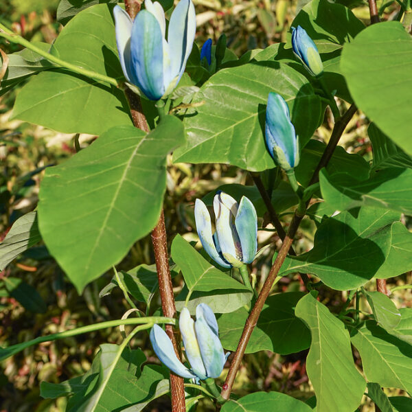 Magnolia acuminata 'Blue Baby'