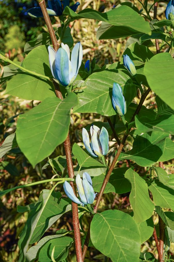 Magnolia acuminata 'Blue Baby' - Magnolia Blue Baby