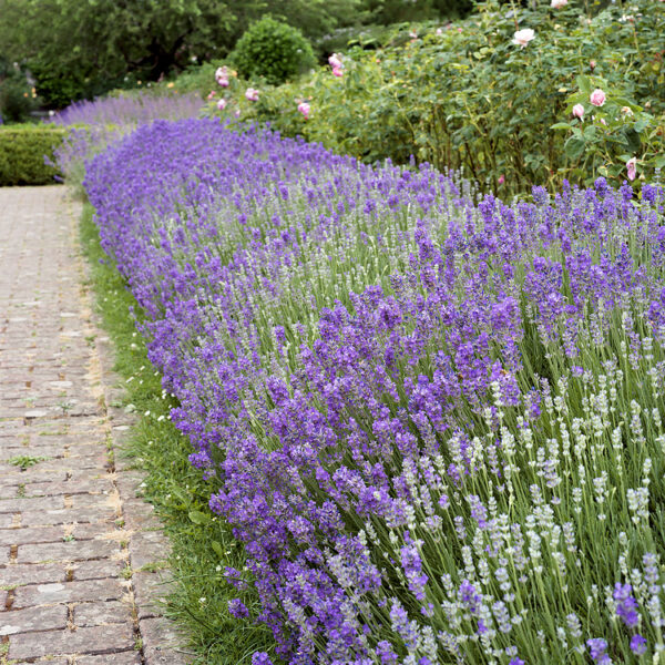 Lavandula angustifolia 'Dwarf Silver'