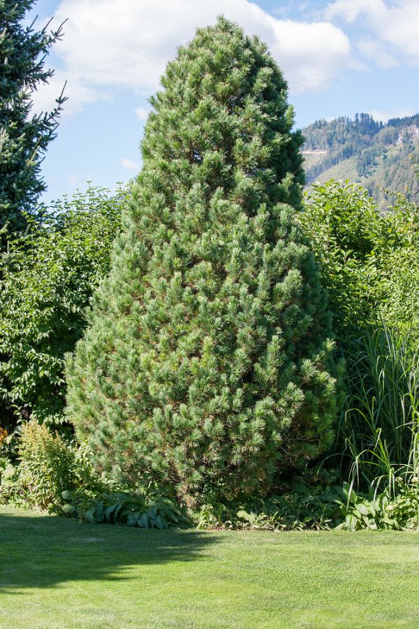 Pinus strobus 'Fastigiata' - Pinus strobus Fastigiata