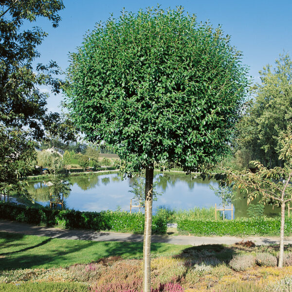 Prunus x eminens 'Umbraculifera'