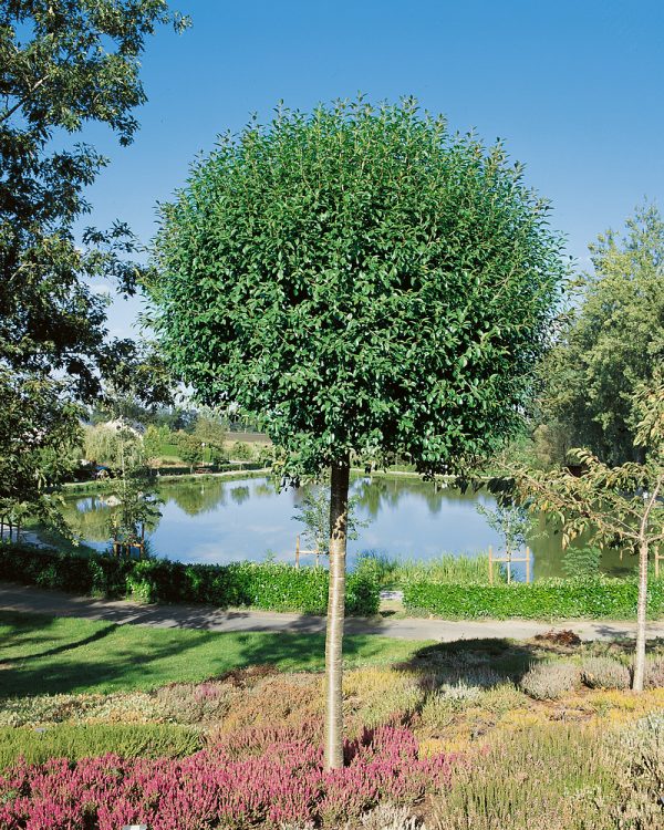 Prunus x eminens 'Umbraculifera' - Prunus eminens Umbraculifera