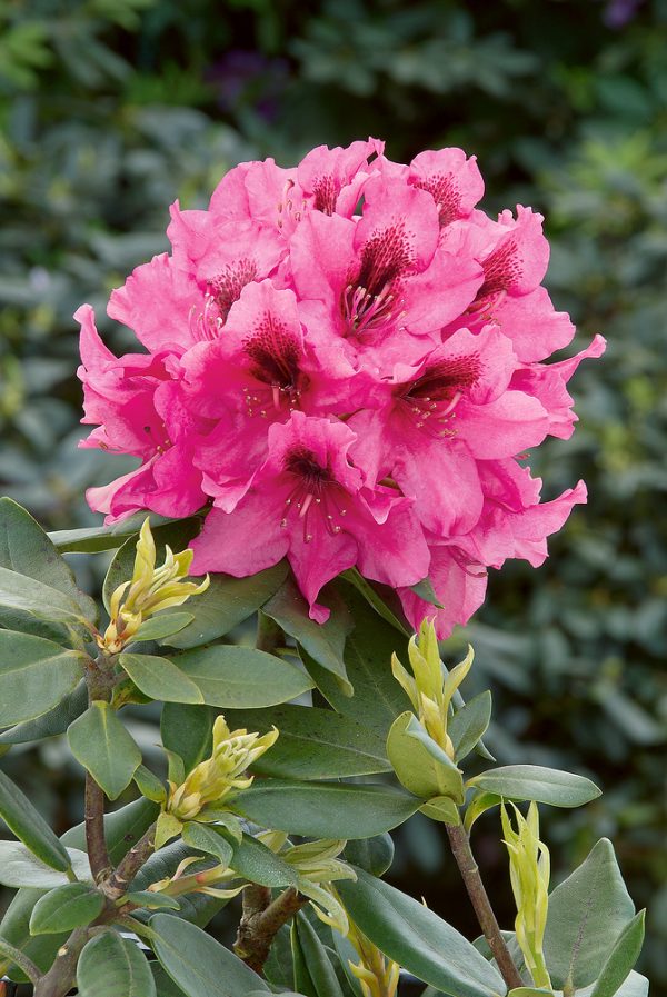Rhododendron (T) 'Rocket' - Rhododendron Rocket